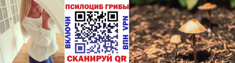 Купить где  Нижний Новгород  Галлюциногенные грибы Psilocybe 